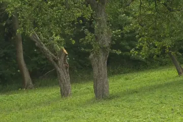 Vypálené Lidice připomíná ořechová alej v Praze. Mohla by se stát přírodním památníkem