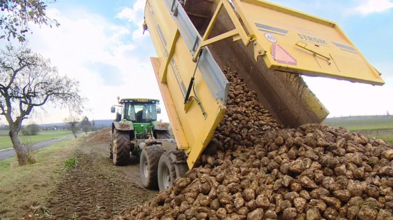 Zákaz mořidel semen může podle zemědělců znamenat citelný pokles výnosů cukrové řepy