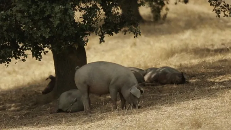 Unikátní rasa iberských prasat