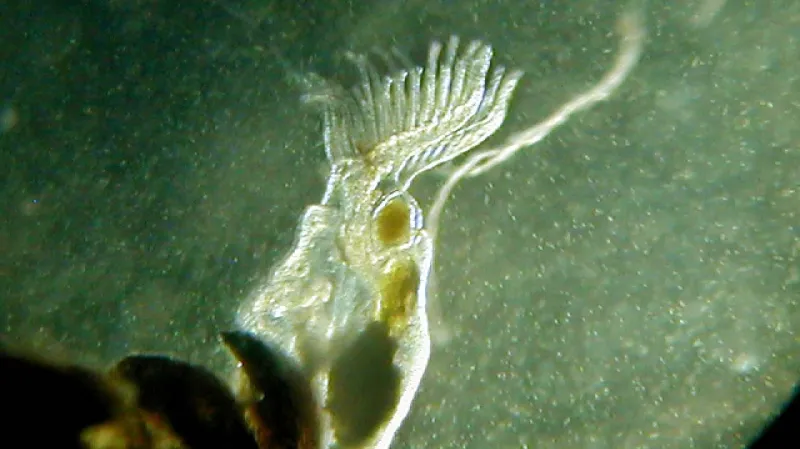 Sladkovodní mechovec