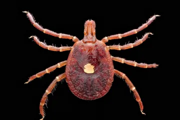 Stačí jednou kousnutí klíštěte a člověk získá alergii na maso. Problém se šíří z USA do Evropy