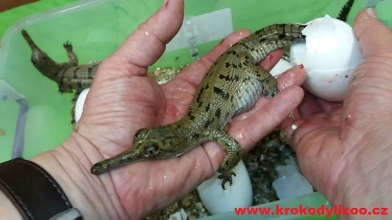 Líhnutí gaviálů v protivínské zoo