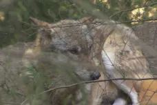 Vlci na Šumavě loví hlavně divokou zvěř, vyplývá z monitoringu