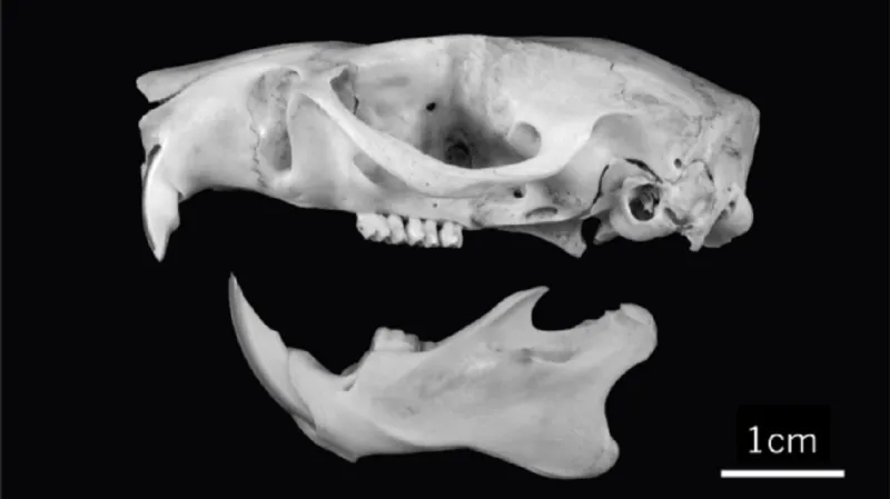 Lebka nově objevené krysy