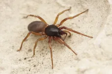 V Česku objevili nový druh pavouka, šestiočku ale pomalu zabíjí houstnutí lesů