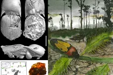 Čeští vědci pomohli popsat pravěkého brouka. Žil po boků dinosaurů na území dnešního Maďarska