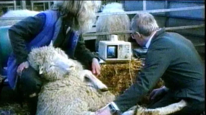 Ovce Dolly - první úspěšně naklonovaný savec