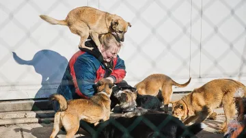 Útulek pro zvířata v Brně přijímá psy z fronty na Ukrajině