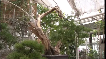 Větev této bonsaje tvaroval Petr Hron pět let