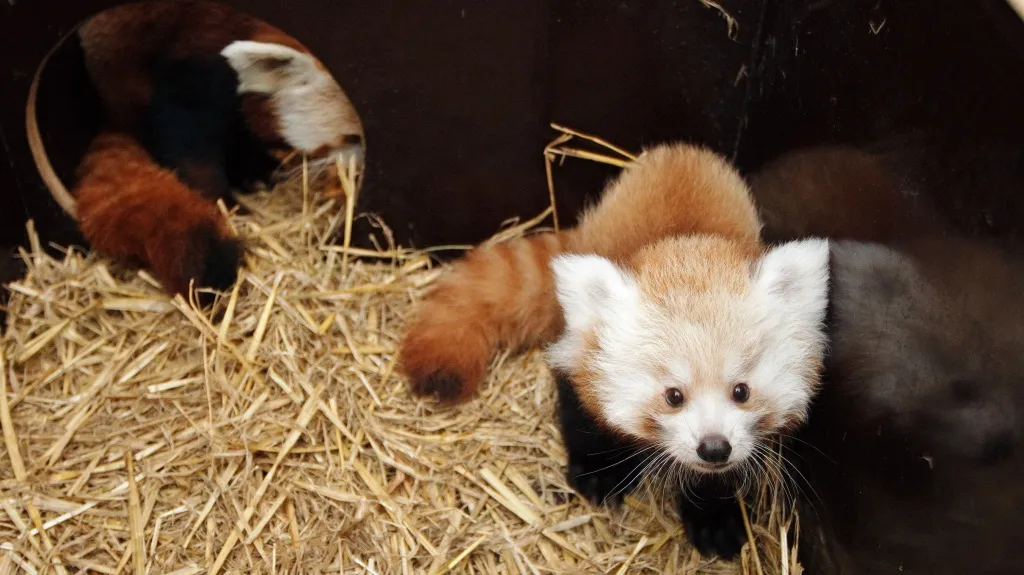 Panda červená