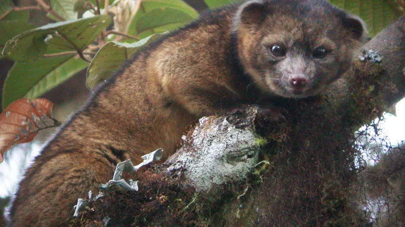 Olinguito