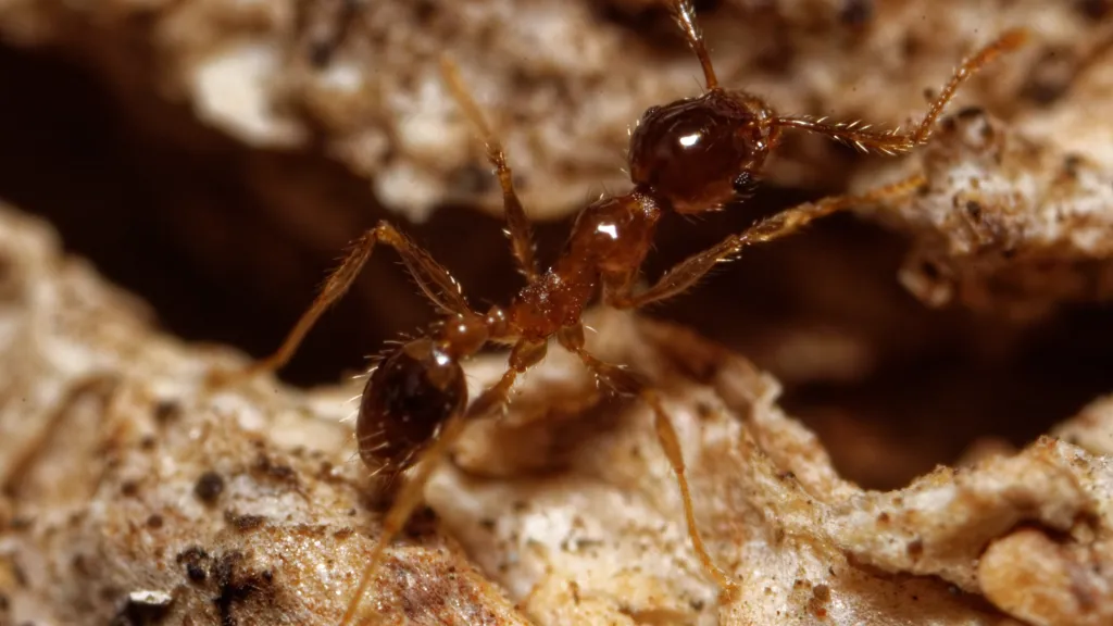 Invazivní mravenec Pheidole megacephala
