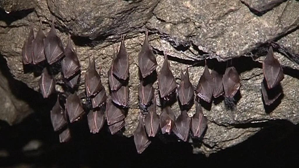 Kolonie netopýrů vrápenců