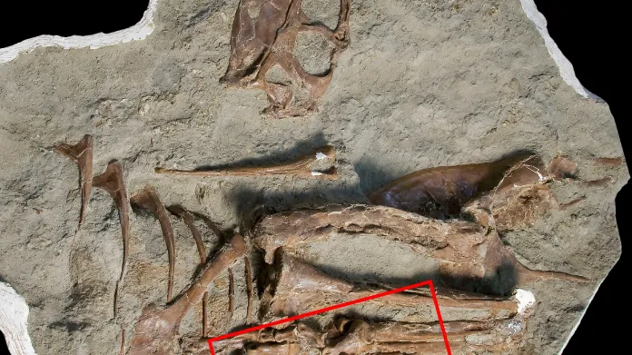 Fosilie ukazující obsah žaludku gorgosaura
