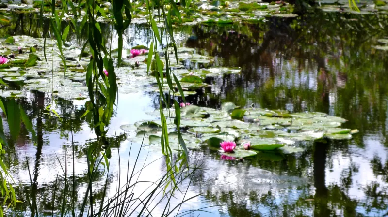 Monetovy lekníny v Giverny