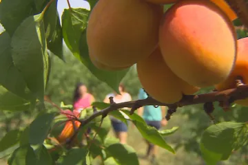 Mrazíky poničily ovocné sady. Plodiny kvůli teplé zimě ztratily mrazuvzdornost
