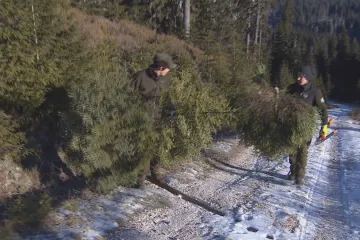 Krkonošský park bude nabízet „ekologické“ vánoční stromky. Odradit mají i zloděje s pilkou