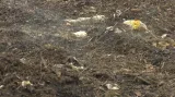 Bioodpad v kompostárně