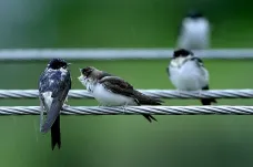 Neničte jiřičkám hnízda, pomozte jim je stavět, vyzývají ornitologové