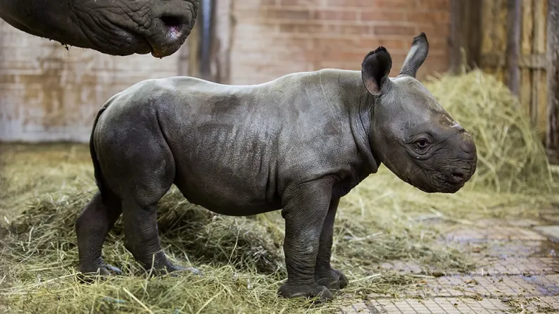 Malý sameček nosorožce dvourohého černého