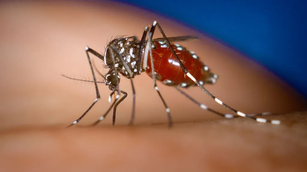 Komár tygrovaný – přenašeč viru chikungunya