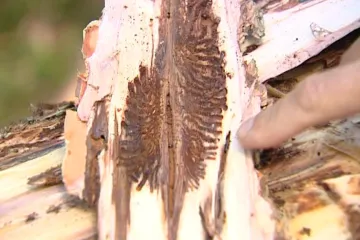 Kvůli kůrovci se sešel kalamitní štáb. Po majitelích lesů chce jasné kroky k ochraně stromů