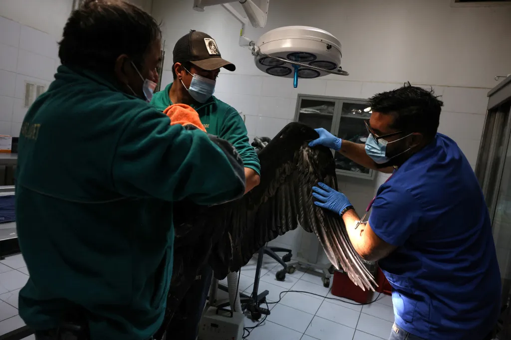 Veterinář vyšetřuje postřelenému dravci křídlo