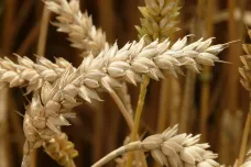 V Číně vytvořili geneticky upravenou pšenici, která odolává plísním