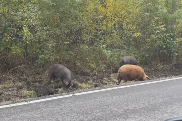 Přibývá srážek se zvěří, která migruje za potravou