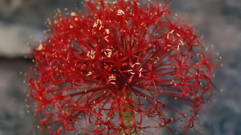 Květ rostliny Boophone disticha