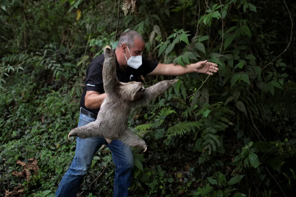 Lenochod hnědokrký, zachráněný Juanem Carlosem Rodriguezem, je jedním ze stovky těchto zvířat, které potkal šťastný osud. Rodriguez v záchranné stanici finacované z vlastního zdroje ve venezuelském městě San Antonio de Los Altos ošetřuje zraněná zvířata a pokud je to možné, tak je i vrací zpět do přirozeného prostředí
