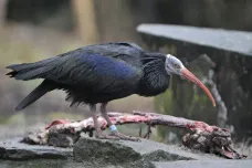 Pražská zoo už má osm ibisů. Chytili je v Kralupech i u Václavského náměstí
