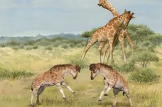 Dlouhé žirafí krky vznikly v touze po samicích, ne jídle. Jsou účinnou zbraní