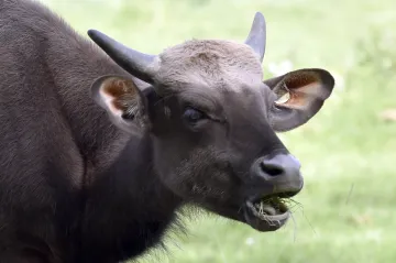 Zlínská zoo je bohatší o největší tury světa. Z Indie do Evropy přicestovali po více než půlstoletí 