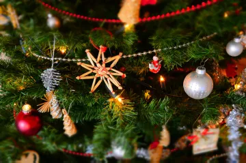 Stromky v květináči nemusí přežít až do Vánoc, odborníci doporučují zkontrolovat kořeny