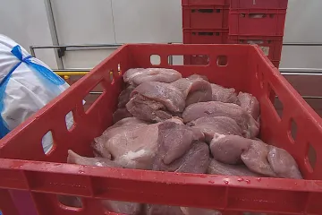 Veterináři začnou intenzivně kontrolovat vepřové z dovozu. Obávají se dalšího zavlečení afrického moru prasat