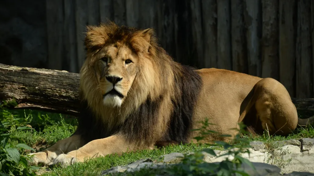 Lev Šimon v olomoucké zoo