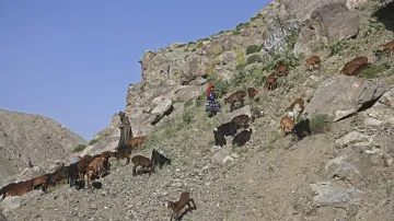 Afghánští pastevci