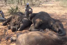Pytláci zabili v Botswaně téměř stovku slonů. Vláda totiž odebrala strážcům zbraně