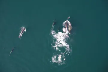 Kosatky a delfíni spolupracují. Stopař a lovec dohromady ušetří spoustu energie