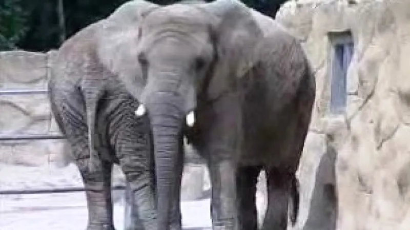 Sloni v ZOO ve Dvoře Králové