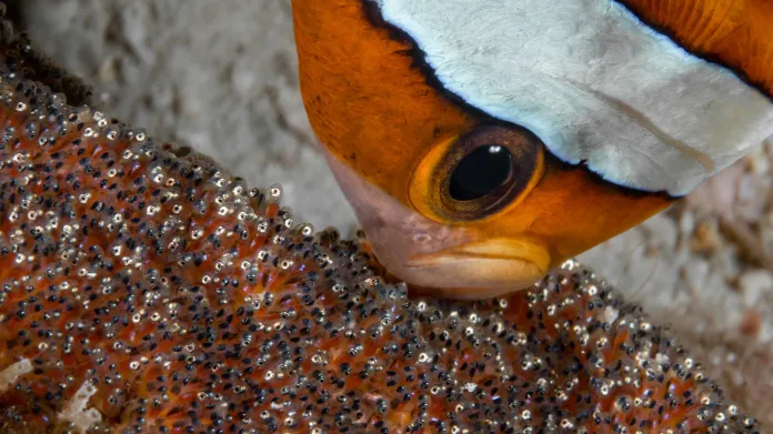 Život pod hladinou, bez zrcadlovky: 1. místo. "My Babies" Yellowtail clownfish (Amphiprion clarkii) oxygenating its eggs - Fabrice Dudenhofer