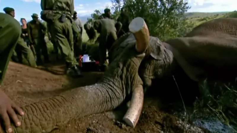 Pytláci zabijí kvůli klům stovky slonů