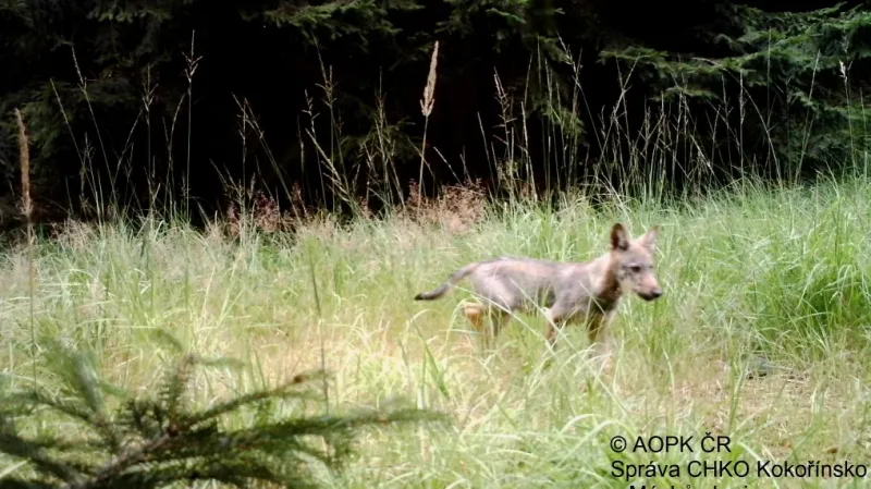 V Česku se po sto letech začali znovu rozmnožovat vlci. Dokládají to snímky z fotopastí u rybníka Břehyně na Kokořínsku. Už v březnu fotopasti zachytily vlka, v září se pak několikrát podařilo vyfotit mládě. Snímky zachycující vlka se dostaly i na BBC.