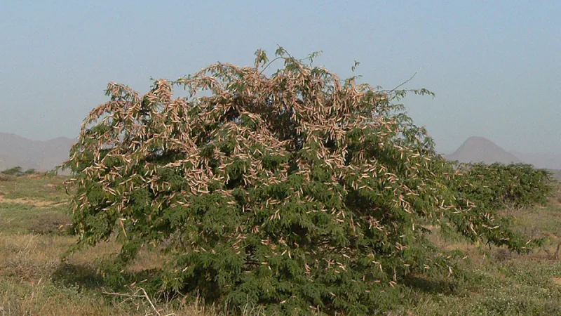 Roj sarančí pustinných v Súdánu