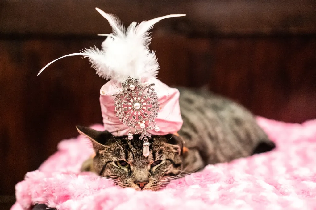 Co si asi myslí kočka oblečená ve zvláštním kostýmku, nikdo neví, ale je jisté, že se toto stvoření objevilo v zákulisí každoroční módní přehlídky koček na Manhattanu
