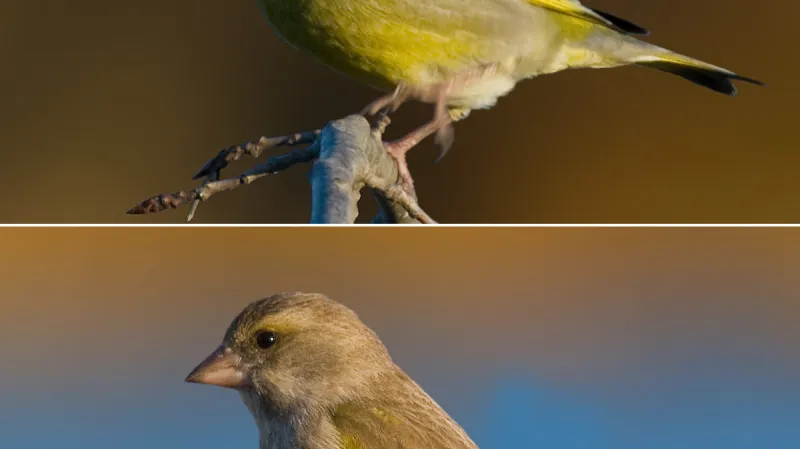Samec a samice zvonka zeleného