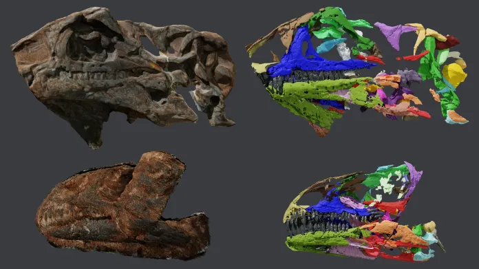 Lebky a CT skeny lebek dinosaurů Issi saaneq