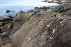 Na Madeiře se objevilo nové plastové znečištění. Bledě modrá krusta na kamenech v moři