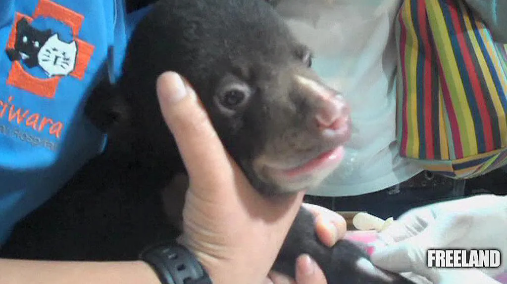 Pašerák měl v kufru malého medvěda